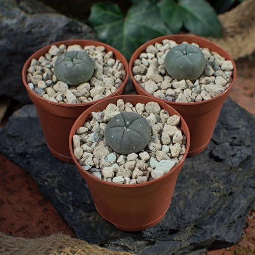 3x Lophophora williamsii peyote, Durchmesser 2cm