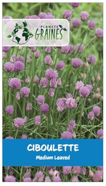 300 Graines de Ciboulette Chives medium : Une Herbe Aromatique Facile à Cultiver