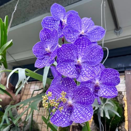 Semi di piante vere di orchidea Vanda, piante rare semi di orchidea di piante di giardinaggio semi di piante da appartamento semi di fiori perenni piante da giardino 400pcs