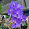 Semi di piante vere di orchidea Vanda, piante rare semi di orchidea di piante di giardinaggio semi di piante da appartamento semi di fiori perenni piante da giardino 400pcs