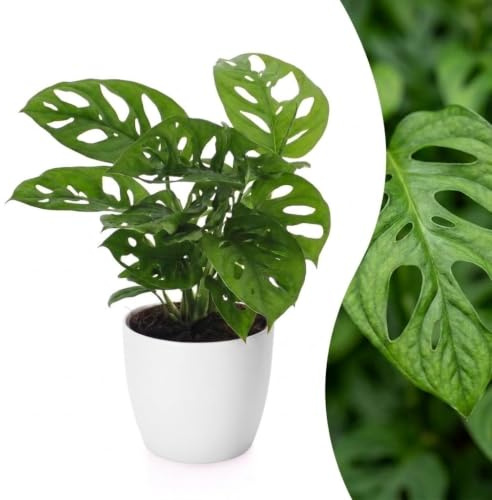 Green boutiQ - Monstera Adansonii - Monstera Adansonii - 1 Plant - met Potter Wit - Pot 12cm - Hoogte - 25cm