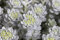 Sedum spathulifolium 'Cape Blanco' ca. 9x9 cm Topf - Spatelblättrige Fetthenne, silbergraue Blätter, gelbe Blüten, ideal für Steingärten, trockenheitsresistent, pflegeleicht