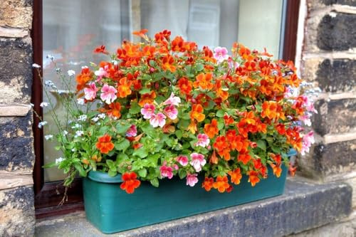 Nemesie 'Orange Prince', Elfenspiegel -Töpfe, Garten,