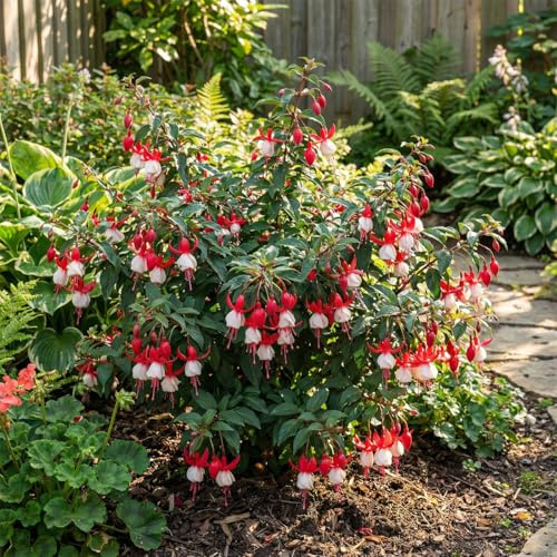 Bloomique - 6er - Set - Fuchsia Madame Cornelissen - Fuchsie - Gartenpflanzen - Mehrjährig - Reichblühend - Winterhart - Höhe 10-20 cm - 9 - cm - Topf