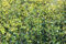 Ilex meserveae 'Heckenstar' 80-100 cm - Stechpalme, immergrün, rote Beeren, ideal für Hecken, winterhart und pflegeleicht