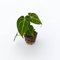 Pianta vera di Anthurium magnificum Baby Plant - Diametro Vaso Ø 6 cm