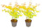 Plant in a Box - Érables du Japon - Set de 2 - Acer palmatum 'Orange Dream' - Hauteur 35-55cm - Pot 15cm - Plante d’extérieur - Vert - Orange