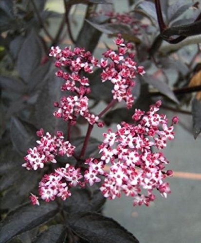 Sambucus nigra Black Beauty - schwarze Holunderbeere - Fliederbeere - Duft-Holunder -