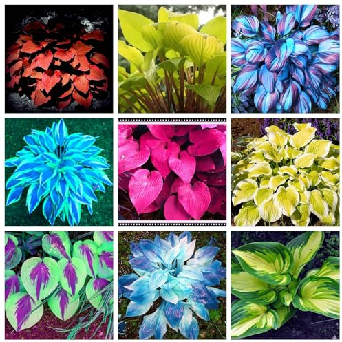 Funkien zwiebeln,winterharte,hosta pflanzen,hosta plantaginea,funkien pflanze winterhart,funkien knollen,funkien rhizome,funkien hosta,funkien kaufen,hosta pflanze winterhart.-10zwiebeln-greenA
