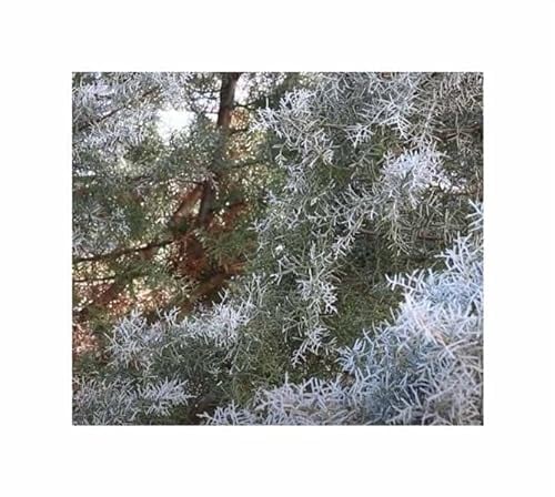 Stk - 10x Cupressus arizonica var. arizonica Arizona Zypresse Pflanzen - Samen ID1786 - Seeds & Plants Shop by Ipsa