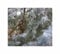 Stk - 10x Cupressus arizonica var. arizonica Arizona Zypresse Pflanzen - Samen ID1786 - Seeds & Plants Shop by Ipsa