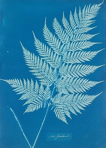 POSTERIIk Vintage Abstrakt auf Leinwand Vintage Wandbild Neuseeland von Anna Atkins Tier Poster für Wanddekoration 60x90cm
