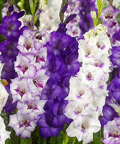 Gladiolen zwiebeln, violette Mischung zwiebeln, Sommerblüte, mehrjährig (25 Zwiebeln)
