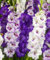 Gladiolen zwiebeln, violette Mischung zwiebeln, Sommerblüte, mehrjährig (25 Zwiebeln)