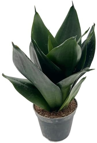 Sansevieria „Black Dragon“ – kompakter Bogenhanf mit dunkelgrünen Blättern – pflegeleichte Sanseverie - robuste Zimmerpflanze