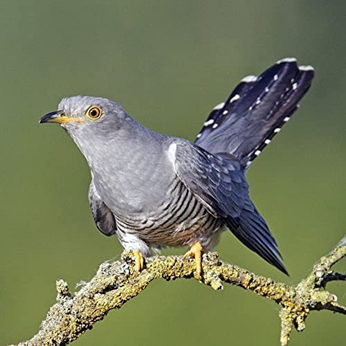 Cuckoo Greeting Card with sound