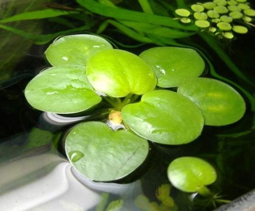 10 Mini Limnobium, plantas vivas
