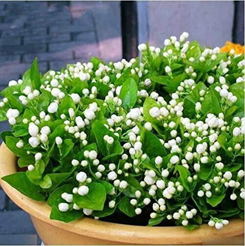 20pcs White Jasmine bonsai dei semi semi di fiore arabo del gelsomino pianta aromatica buon odore perenni semi vaso di fiori per il giardino