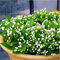Semillas de 20pcs White Jasmine Bonsai Semillas de flores de jazmín árabe aromático Planta de buen olor perennes Semillas en maceta de flores para el jardín