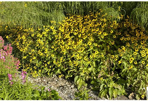 Rudbeckia triloba - Dreilappiger Sonnenhut - 9cm Topf