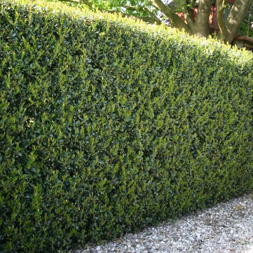 YouGarden Ilex crenata 'Green Hedge' Japanese Holly in 9cm Pots, Set of 24 Hedging Plants for Gardens, Perfect for Creating Secret Gardens, Evergreen Hedging Plants