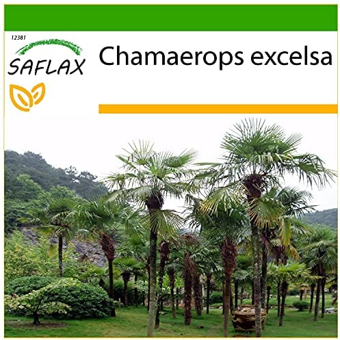 SAFLAX - Palma di Chusan - 10 semi - Con substrato - Chamaerops excelsa
