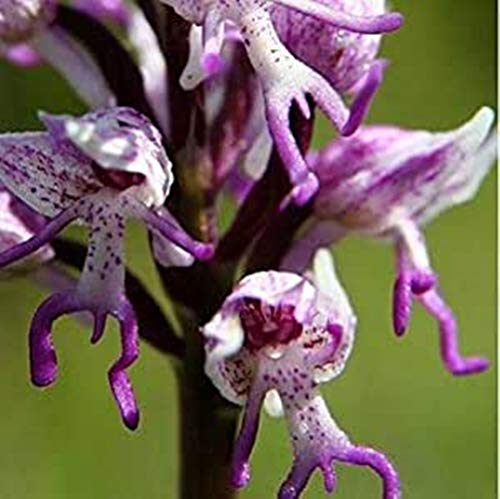 (Orchis Men # 696) Neuer Orchis Italica, auch bekannt als: Italienische Männer Orchid, Pyramide Affe Orchidee, Orchidee Testes -100 Samen/Lot (O & Männer 696)