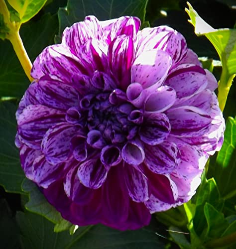 Dahlienknolle : Dahlia - Dahlie Balldahlie Marble Ball 1 Knolle/Rhizom