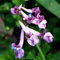 40 pz Semi di speronella, erbe aromatiche, semi biologici (Corydalis solida) semi di piante esotiche, semi biologici erbe aiuole rialzate, piante da balcone resistenti semi di erbe