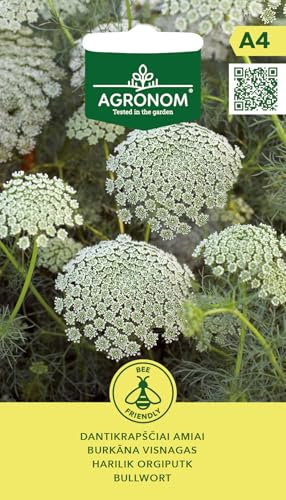 AGRONOM | Verbasco - Semi | Semi di fiori | Fiori annuali, alti 70 cm, con fiori unici a forma di ombrella | Possono essere tagliati e essiccati | Semi di piante | Semi da giardino | 1 confezione