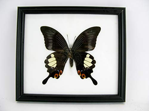 asiahouse24 Una vera farfalla esotica nella cornice murale Taxydermi vetrina 20 x 17 cm (Great Helen)