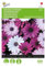 Buzzy Seeds 004542 Kapmargerite Akila Mischung (Margeritensamen)