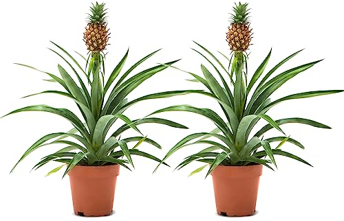 WL Plants Zimmerpflanzen Set 2er - 2x Ananas Comosus - Bromelia - Pflanzen Höhe +/- 45cm inkl. Topf Ø 12cm - Aus professioneller Zucht - Grünpflanzen Zimmerpflanzen - Topfpflanzen echt