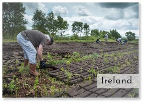 Cultivating Peat Bog Turf in A Field in Ireland, Fridge Magnet