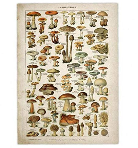 LAVALINK Kunst Retro Poster Gedruckt Pilz Pilz Recognition Referenzkarte Abbildung Botanik Bildung Wanddekoration