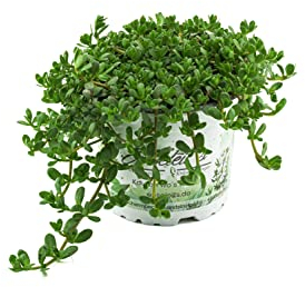 Brahmi (Bacopa monnieri), Marktfrische Pflanze