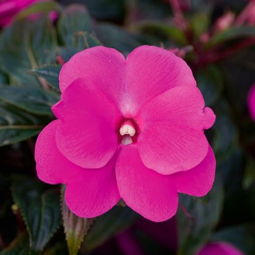 Edellieschen, rosa, Topf-Ø 13 cm, 6 Pflanzen