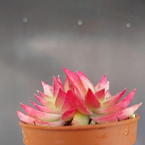 Sunnyplants Crassula Capitella Red Pagoda Plant, Plants, Cuttings, Succulents, Seeds, Crassula Cuttings
