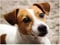 Smart Jack Russell Terrier Animal 1000 Pieces Jigsaw Puzzles for Adults Educational Toys Unique Home Decorations and Gifts 70x50CM