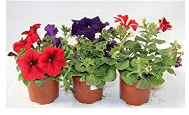 Petunia (maceta 10,5 cm Ø) (Blanco)