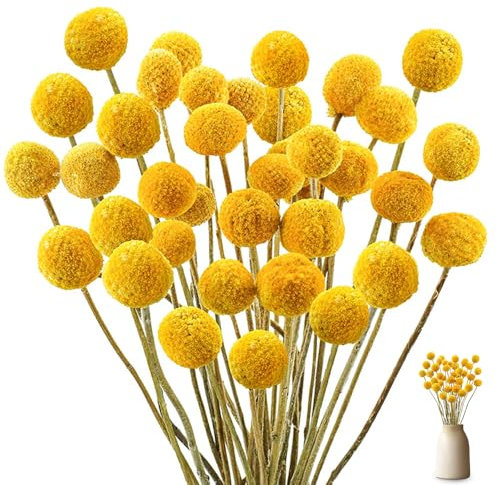 HIULLEN 40 Stück Billy Bälle Blumen Getrocknet, 43 cm Trockenblumen Gelb, Natürliche Craspedia Getrocknete Blumen, Natur trocken Pflanze für DIY Blumenarrangements, Hochzeit, Zuhause, Hohe Vase