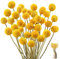HIULLEN 40 Stück Billy Bälle Blumen Getrocknet, 43 cm Trockenblumen Gelb, Natürliche Craspedia Getrocknete Blumen, Natur trocken Pflanze für DIY Blumenarrangements, Hochzeit, Zuhause, Hohe Vase