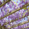 80 pcs blauregen pflanze winterhart samen, Glyzinien, bäume kaufen, kleine geschenke bonsai samen blauregen (Wisteria sinensis), blumensamen bienenwiese, pflanzensamen wiesenblumen