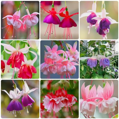 100 pcs fuchsien hängend samen, wildblumensamen, balkon fuchsien baum - Fuchsia hybrida - blumensamen geschenk, pflanze pflanzen samen indoor, pflanzen winterhart blumen samen, plants