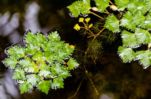 Lincolnshire Pond Plants Ltd 10 Trapa Natans for Pond, Floating Plant Against Algae