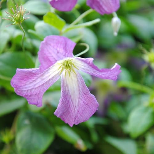 Clematis viticella - Fast-Growing Hardy Climber with Mauve Flowers - Ideal for Walls, Fences, and Pergolas - Summer to Autumn Blooms – 1x 2 Litre Potted Plant by Thompson & Morgan