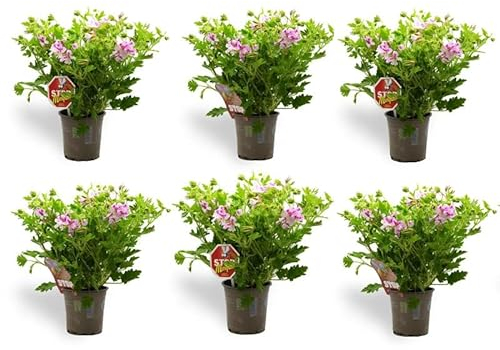 Geranio Limón Pack 6 Unidades Maceta de Ø 15 cm Planta Natural Aroma Cítrico Repele los Mosquitos y Otros Insectos para Interior y Decoración de Hogar, Balcones o terraza