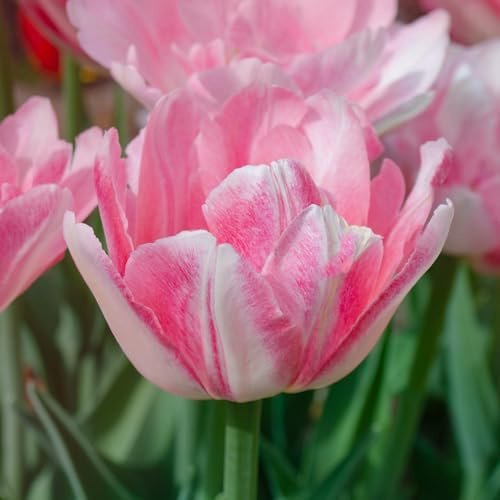 Tulip Mariage - Tulip Bulbs for Planting Now UK Outdoor - Garden Bulbs for Vibrant Spring Flowers - Low Maintenance, Fully Double, Soft Rose Pink Frilly Blooms for Beds, Borders, Pots (Pack of 50)