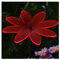 Plexiglas® Sonnenfänger Blüte Blume 14cm neon transparent fluoreszierend wetterfest, inkl. 100cm Schwingstab, Farbe:neonrot