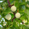 10 pcs ginkgo pflanze kaufen samen - pflanztopf bäume garten winterhart wildblumensamen mehrjährig winterhart winterfeste pflanzen für balkon bienenweide saatgut wildblumensamen mehrjährig